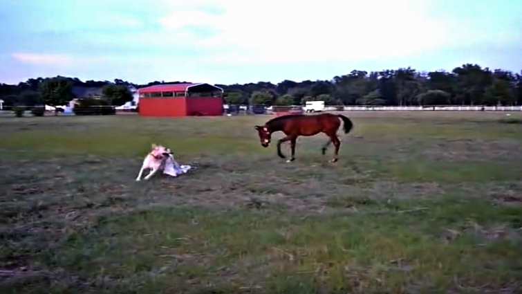 Playful moment between dog and horse