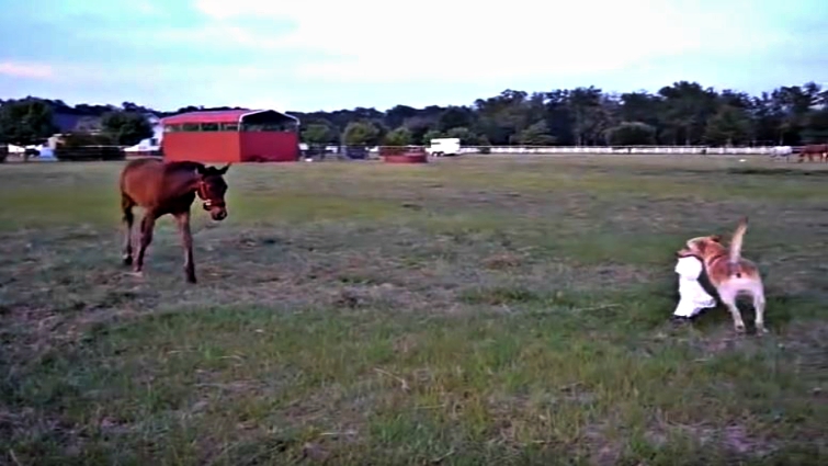 Dog and horse friendship moment