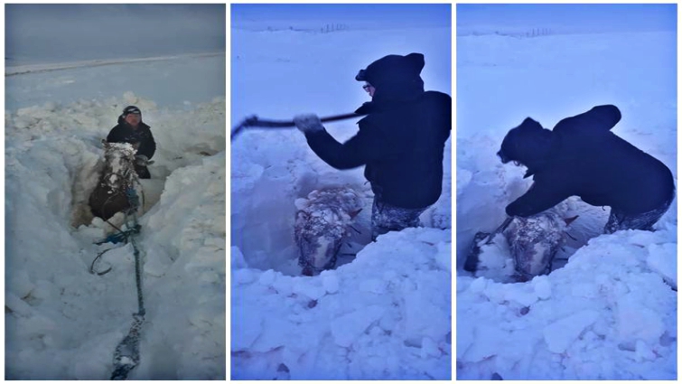 Farmer rescuing horse from snow