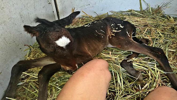Twin foals receiving care