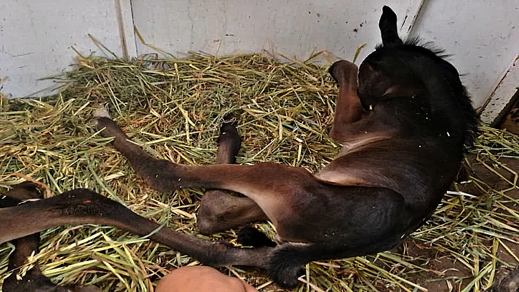 One-eyed mare nursing foals