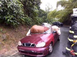 Ranchero recovery process