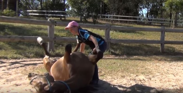 Professional horse training and care