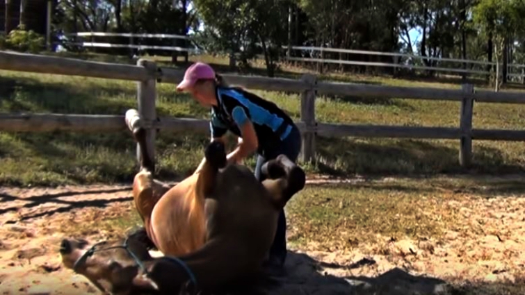 Gentle horse care and affection