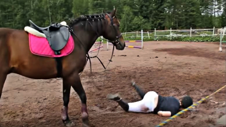 Funny horse fail moment