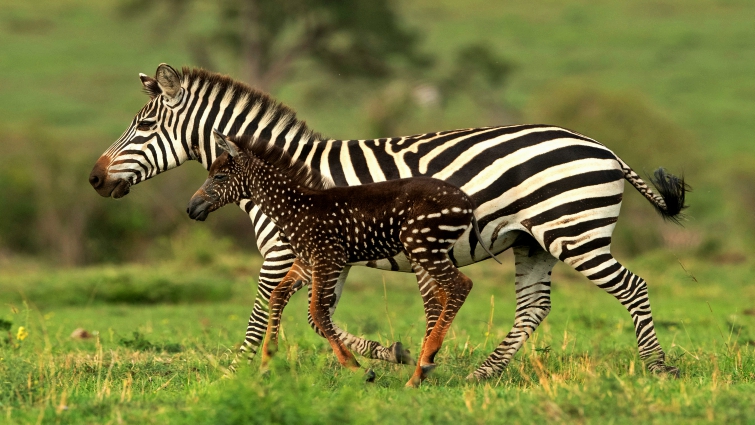 Extraordinary Discovery: Wildlife Photographer Captures Stunning Zebra with Unique Spotted Coat