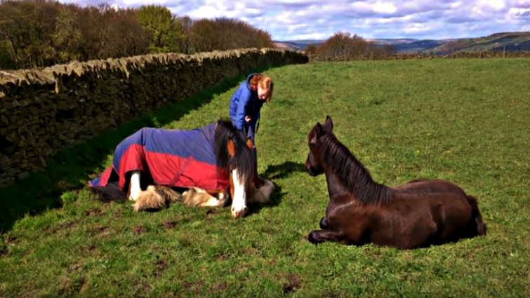 Friesian and Clydesdale bonding