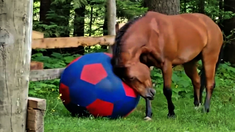 giant horse toy to sit on