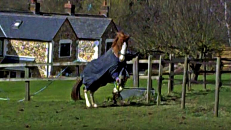 Horse running freely