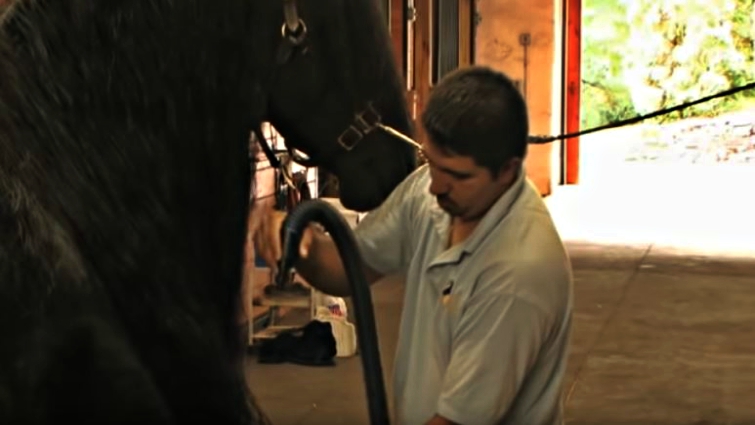 Expert grooming techniques for Friesian horses