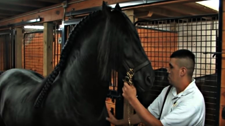 Friesian grooming best practices