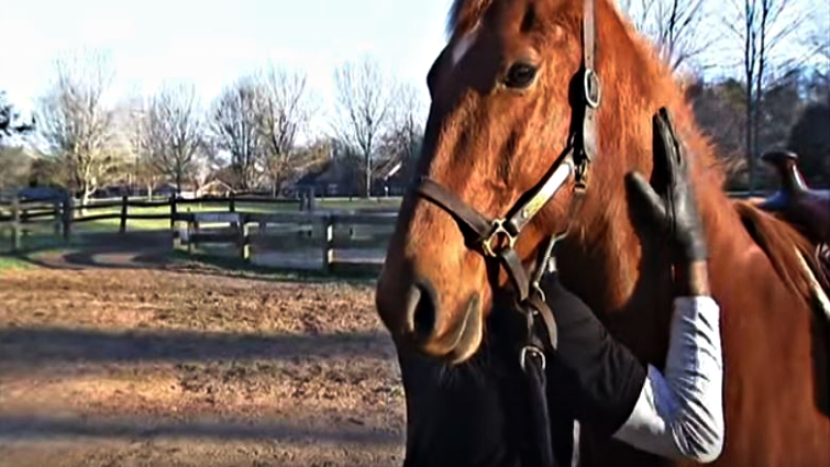Equestrian therapy benefits