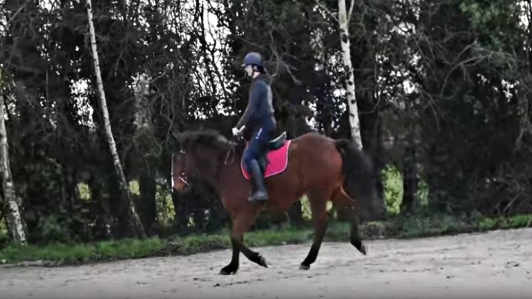 Khal as a grown horse