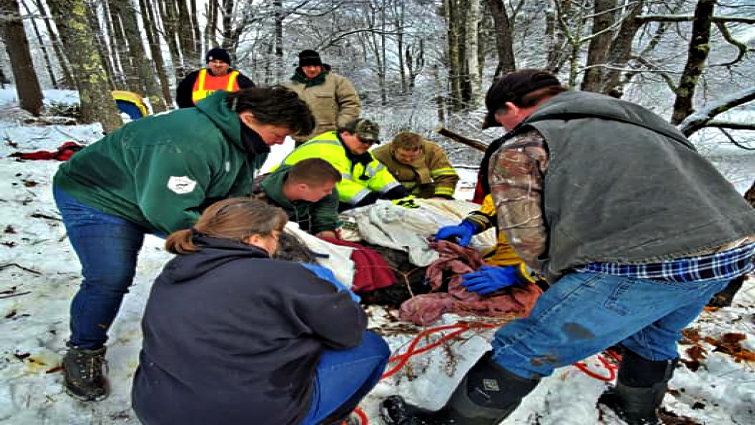 Veterinarian Katherine Williams examining Marla