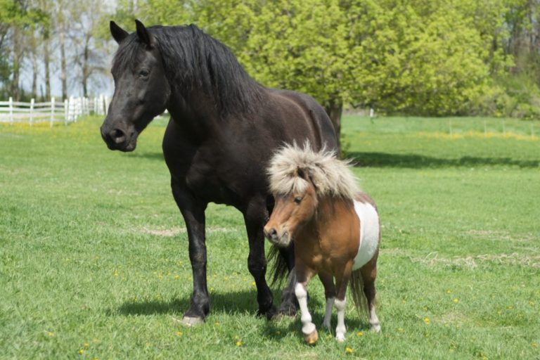 These Adorable Images Of Mini Horses Confirm Once Again That They’re