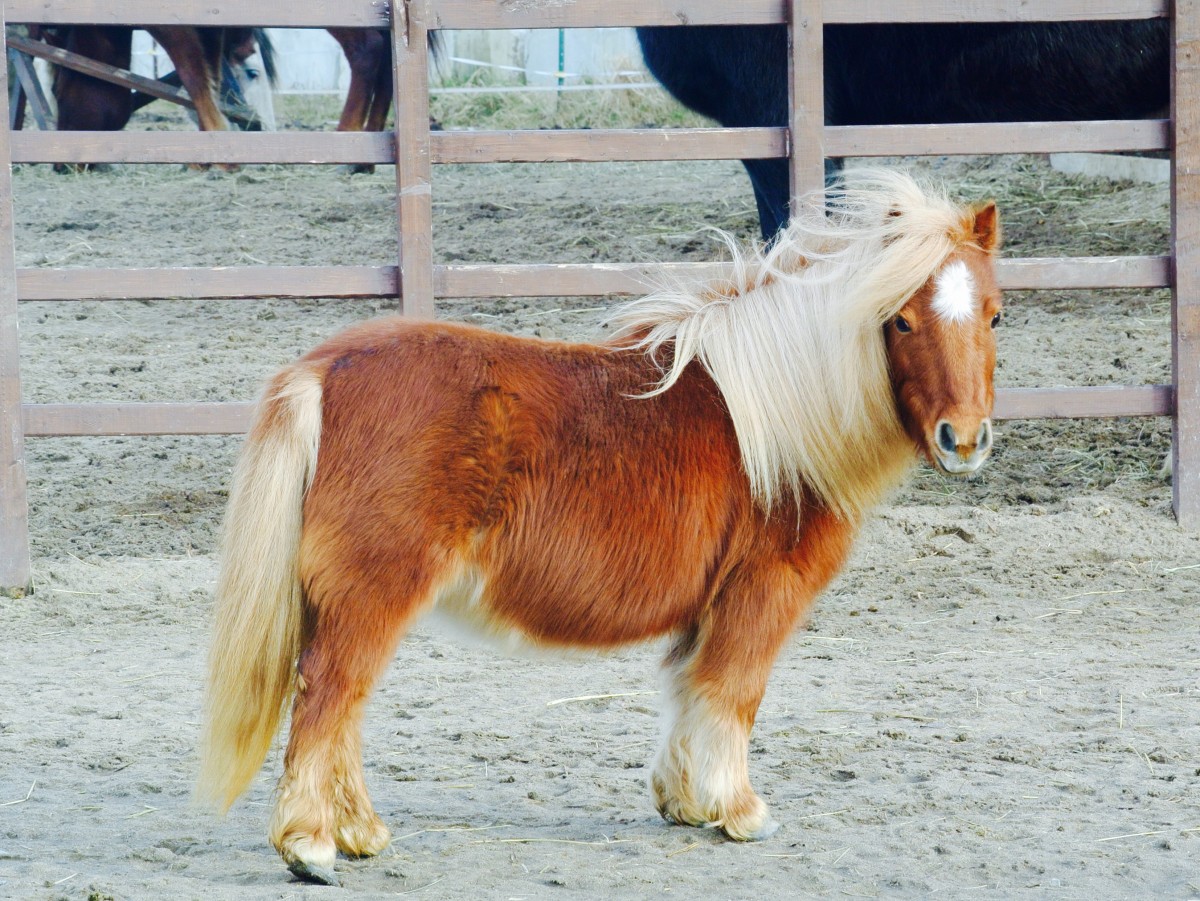 These Adorable Images Of Mini Horses Confirm Once Again That They’re