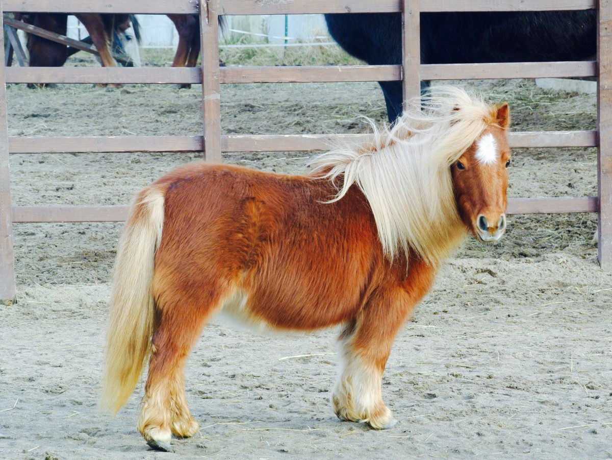 Enchanting Captures: Mini Horses' Irresistible Charm in Heartwarming ...