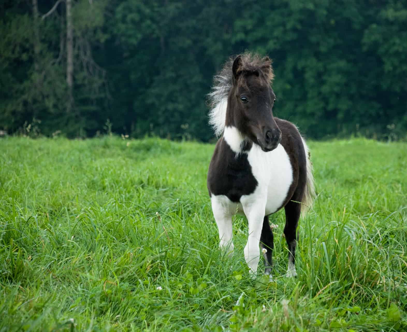 These Adorable Images Of Mini Horses Confirm Once Again That They're ...