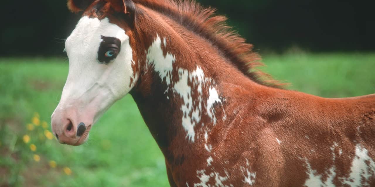From Appaloosa To Paint Horse Meet The Perfect Horse Breeds For Beginners Horse Spirit