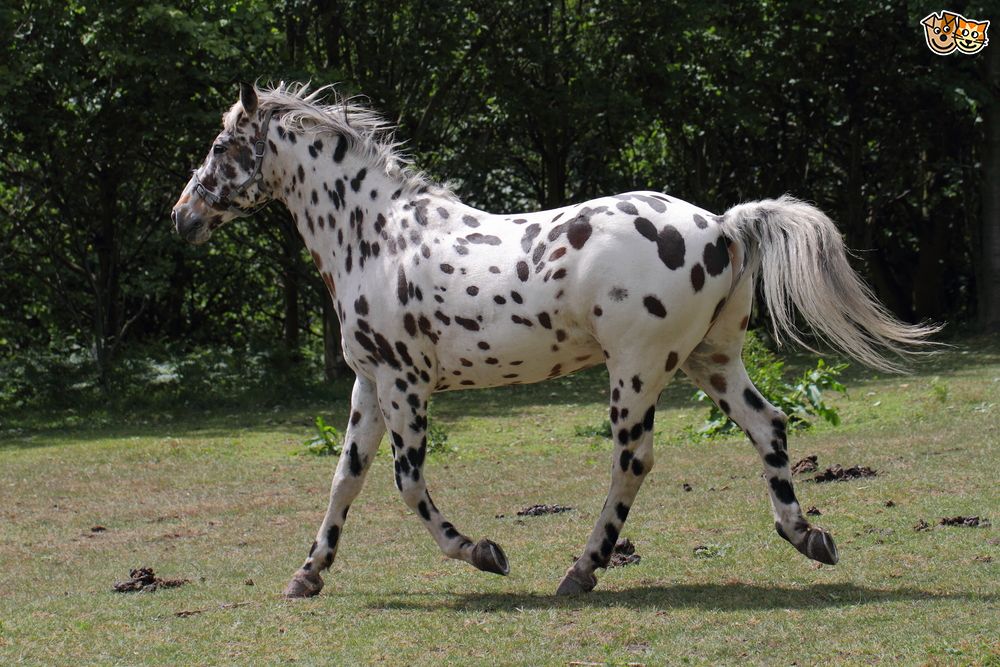 From Appaloosa To Paint Horse Meet The Perfect Horse Breeds For