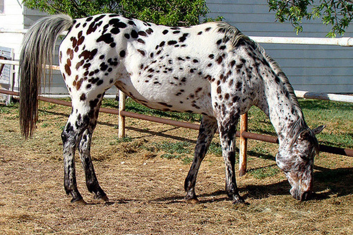 From Appaloosa To Paint Horse Meet The Perfect Horse Breeds For