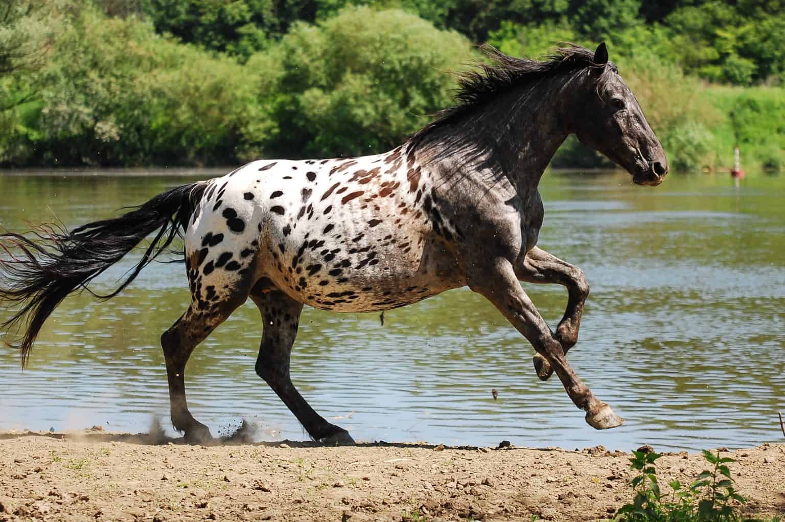 From Appaloosa To Paint Horse: Meet The Perfect Horse Breeds For Beginners – Horse Spirit
