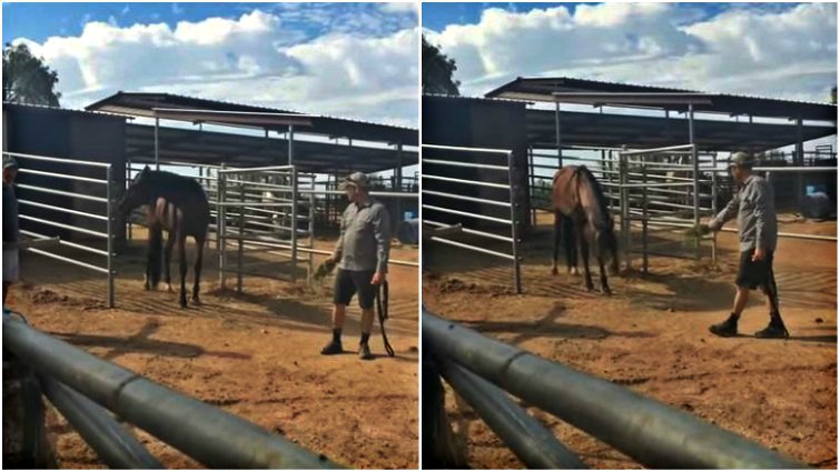 spirit horse stall