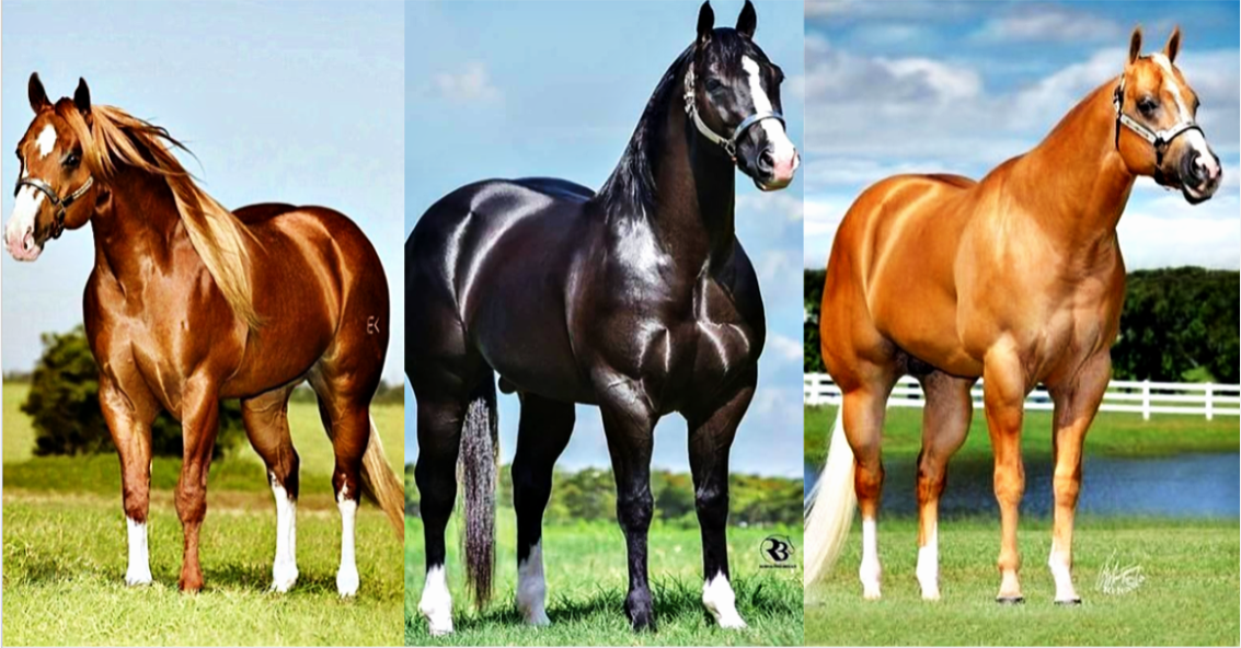 10 Fascinating Facts About The American Quarter Horse Horse Spirit