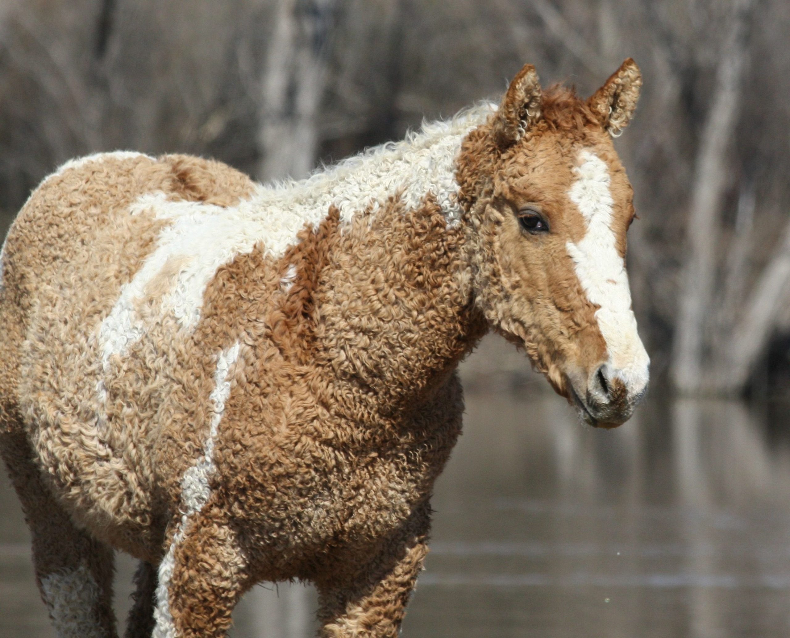 Behind America’s Most Unique Breed: The Bashkir Curly Horse – Horse Spirit