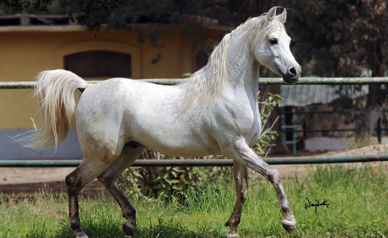 arabian horae arabian horae