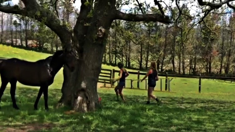 7 Ways How To Call Your Horse When Needed Horse Spirit