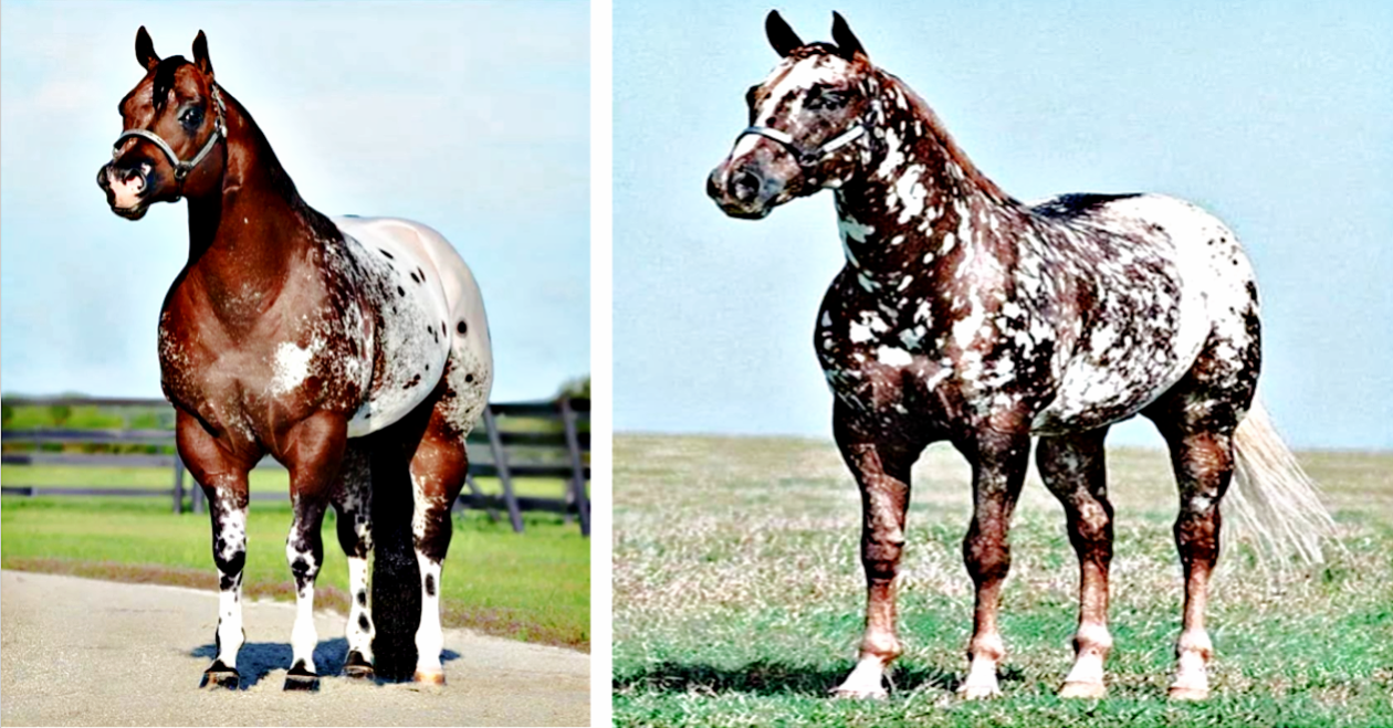 8 Fascinating Facts About The Appaloosa