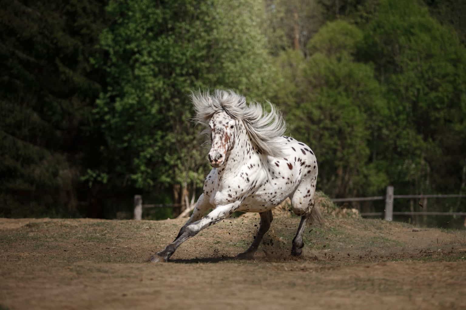 Appaloosa horses: the colourful horse with prehistoric roots