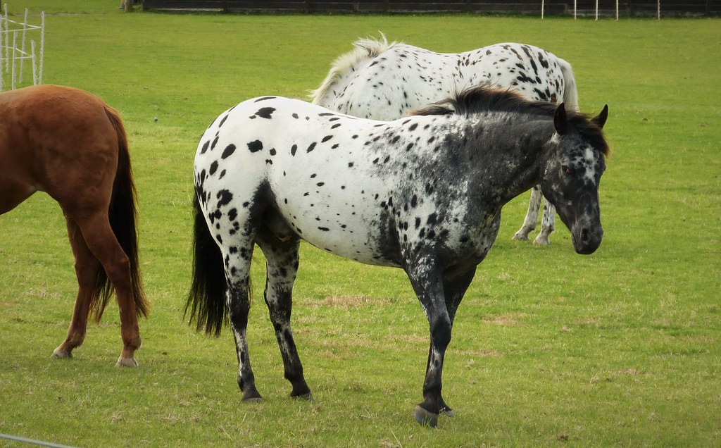 10 Interesting Facts You Didn’t Know About The Appaloosa Horse – Horse