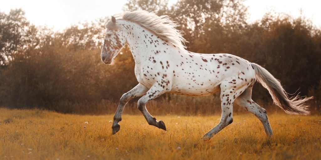 10 Interesting Facts You Didn’t Know About The Appaloosa Horse – Horse
