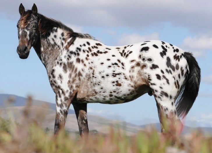 10 Interesting Facts You Didn’t Know About The Appaloosa Horse – Horse