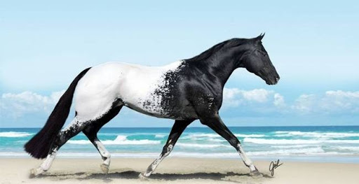 10 Interesting Facts You Didn’t Know About The Appaloosa Horse – Horse