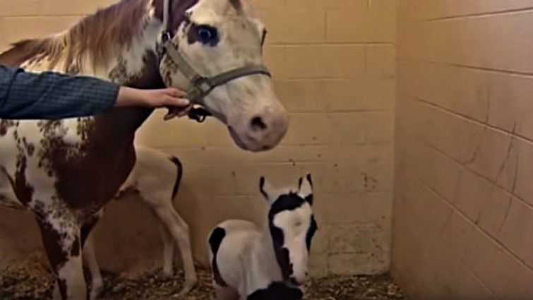 Pregnant Mare Is More Than Happy To See Her Miracle Newborn Twins
