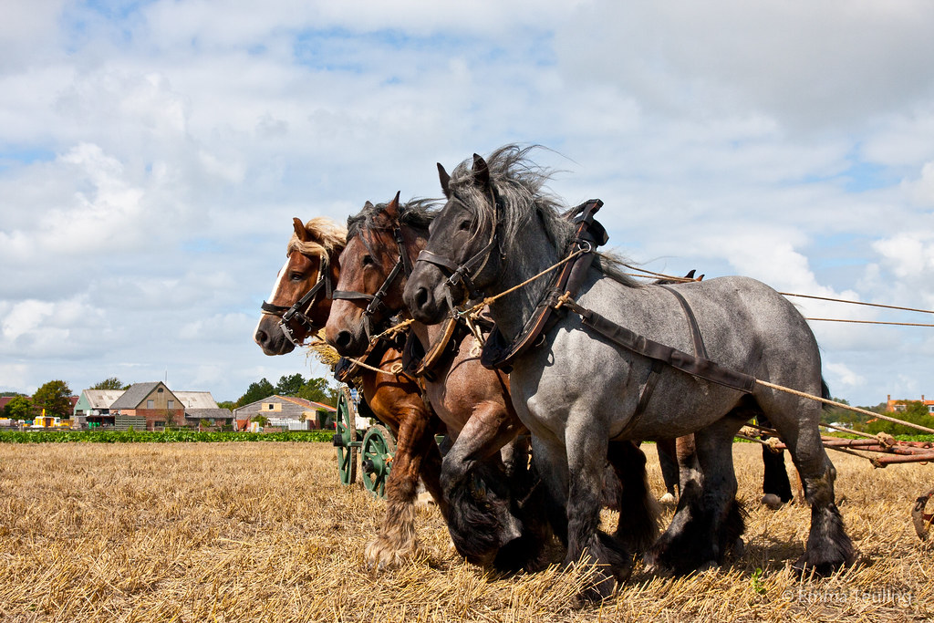 Majestic Majesty Unveiled: Unraveling the Heart and Power of the Dutch Horse – A Living Legend of Machinery