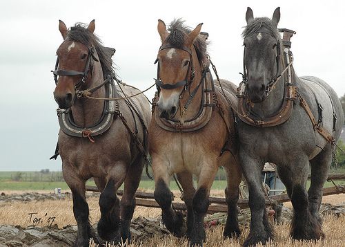 Majestic Majesty Unveiled: Unraveling the Heart and Power of the Dutch Horse – A Living Legend of Machinery