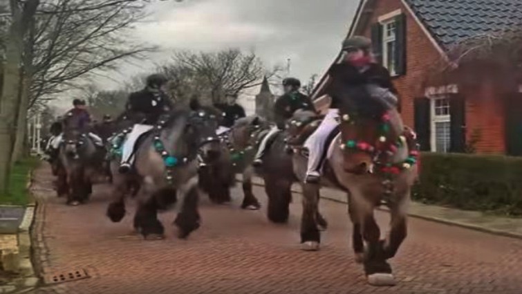 Farmers Ride Their Majestic Dutch Draft Horses Together Delivering A Unique View