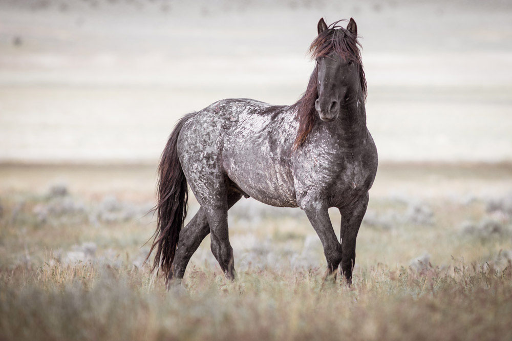 9 Interesting Facts You Should Know About The Mustang Horse – Horse Spirit