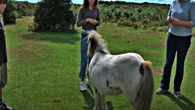 Nude gallery - Gay sex shetland pony Transsexual porno watch