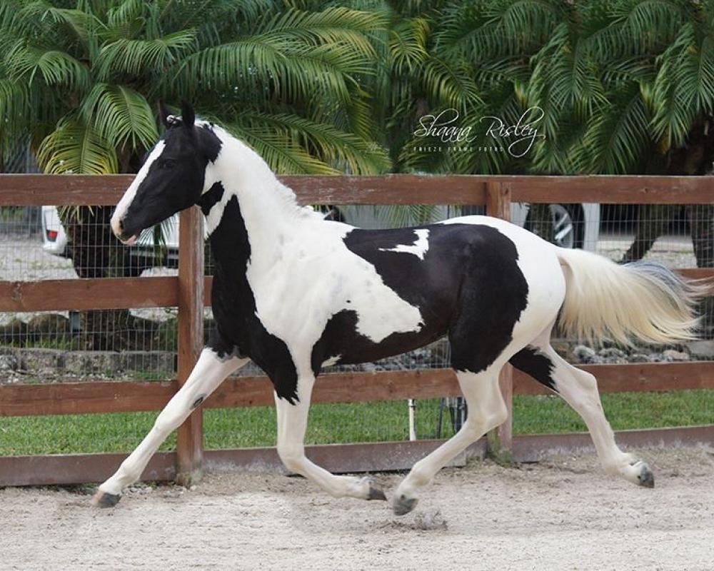 7 Interesting Facts You Should Know About The Westphalian Horse Horse