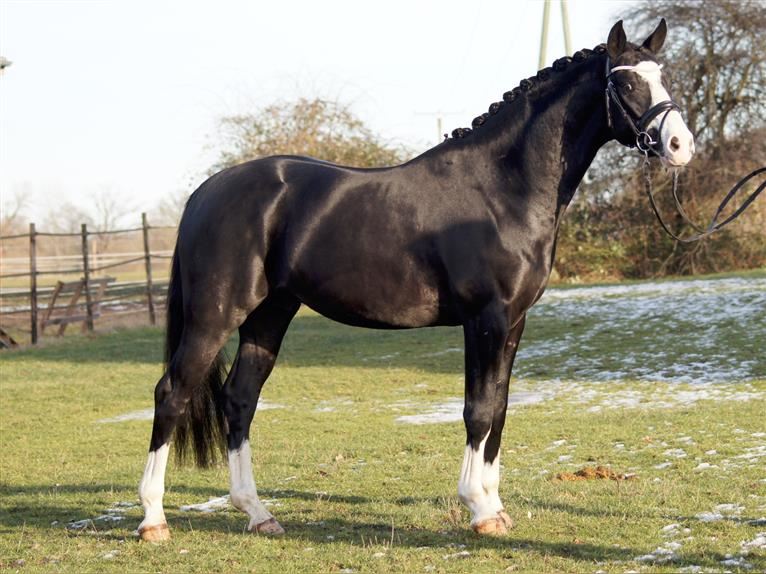 7 Interesting Facts You Should Know About The Westphalian Horse Horse