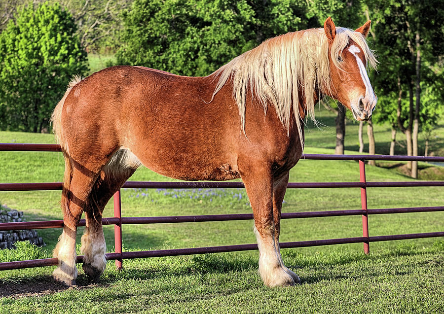 Majestic Giants 9 Surprising Facts About Draft Horses That Will Leave