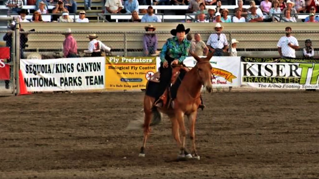Mules Beat The Odds Again Competing In Reining Just Like Pros Horse