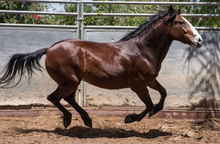7 Interesting Facts You Should Know About The Spanish Mustang Horse
