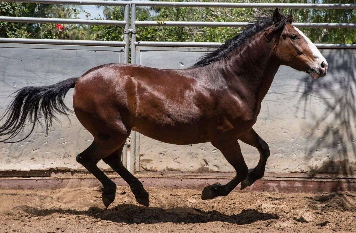 7 Interesting Facts You Should Know About The Spanish Mustang Horse Horse Spirit