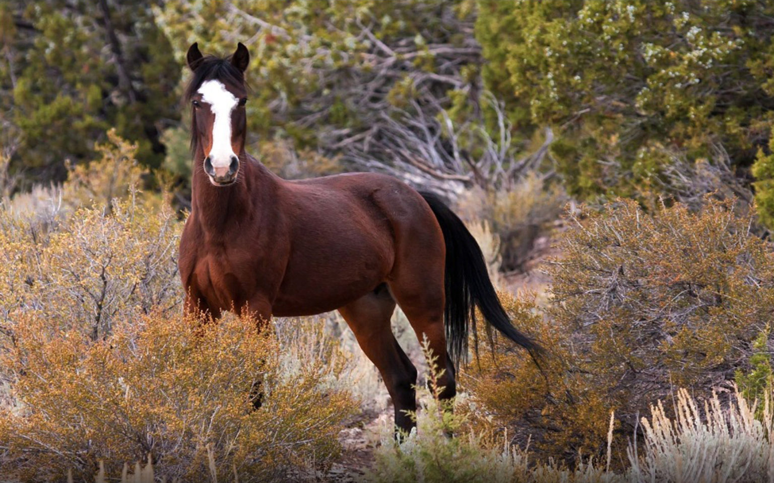 7 Interesting Facts You Should Know About The Spanish Mustang Horse Horse Spirit